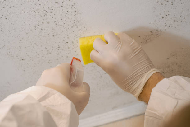 Best Environmental Consulting for Mold Prevention  in Roswell, GA